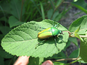 Mihingo Lodge: Käfer