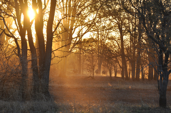 Nanzhila Plains Camp: Antilopen im Gegenlicht