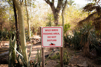 Nata Lodge Nata Lodge: Bird feeding area