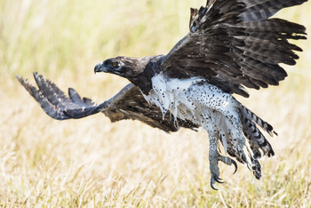 Qorokwe Camp: Martial Eagle