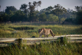 Sable Alley Camp: Löwin auf der Khwai-Brücke