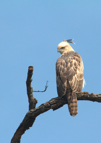 Samode Safari Lodge Samode Safari Lodge: Hawk Eagle