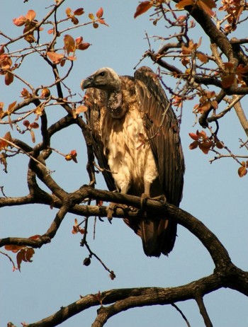 Samode Safari Lodge Samode Safari Lodge: Indiengeier