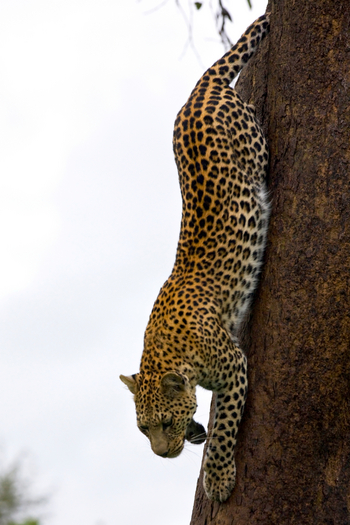 Selinda Camp Selinda Camp: Leopard baumabwärts