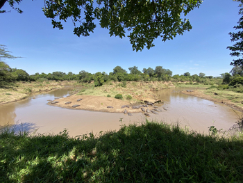 Sentinel Mara Camp: Nilpferde am Fluss