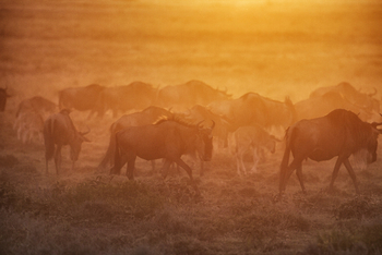 Serian Serengeti Mobile Kusini Camp: Gnuherde