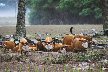 Sette Cama Eco Camp: Red River Hogs