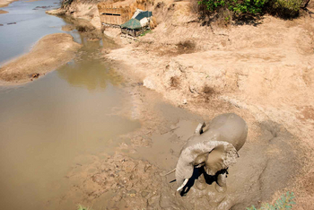 Shenton Safaris: Hippo Hide