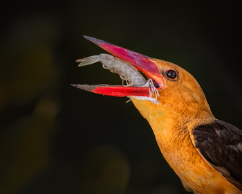 Sunderban Tiger Camp: Brown-winged Kingfisher