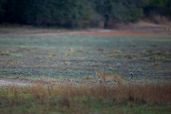 Sungani Lodge Sungani Lodge: Streunender Leopard