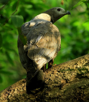 Svasara Jungle Lodge: Oriental Honey Buzzard