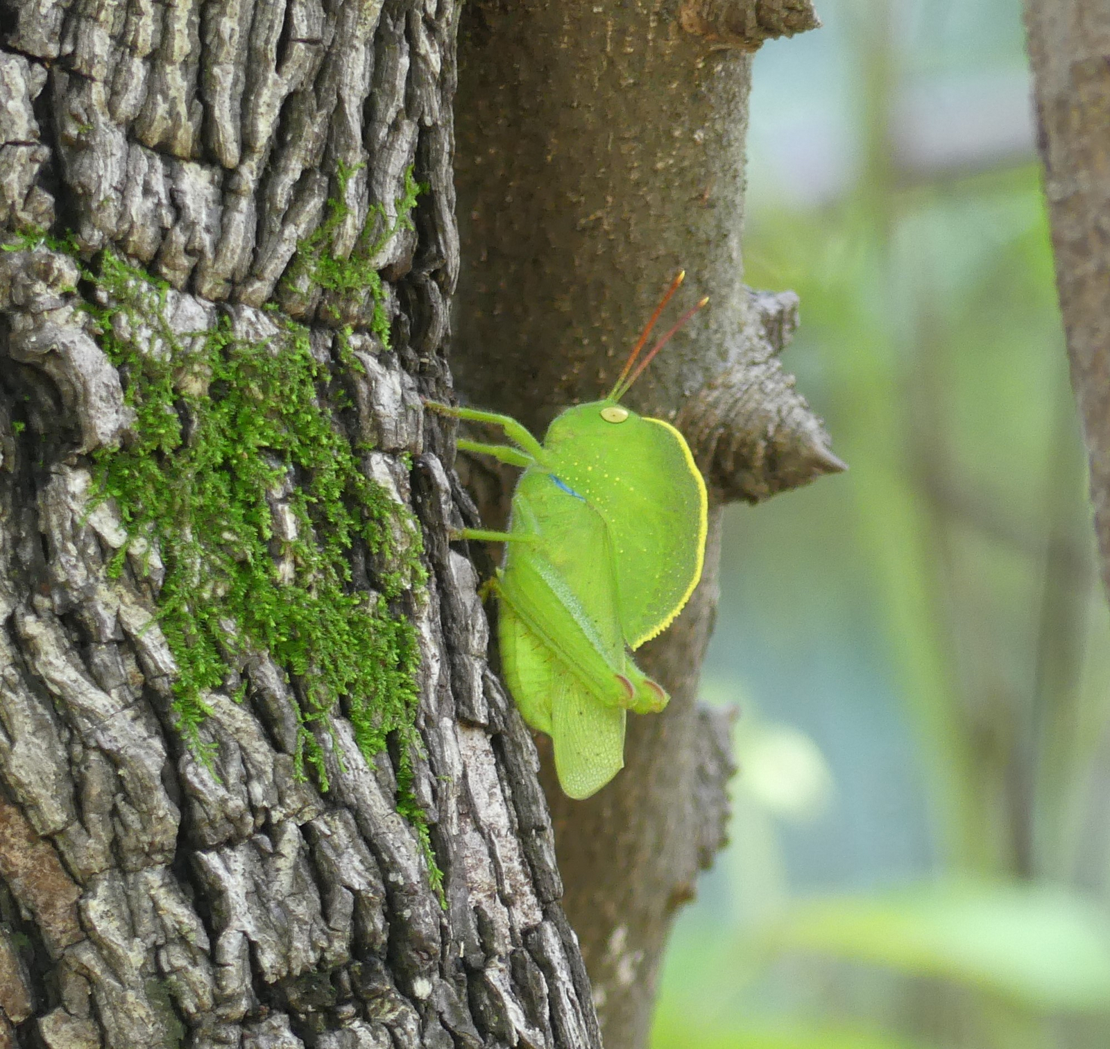 Tathastu Resort Satpura Tathastu Resort Satpura: Hooded Grasshopper