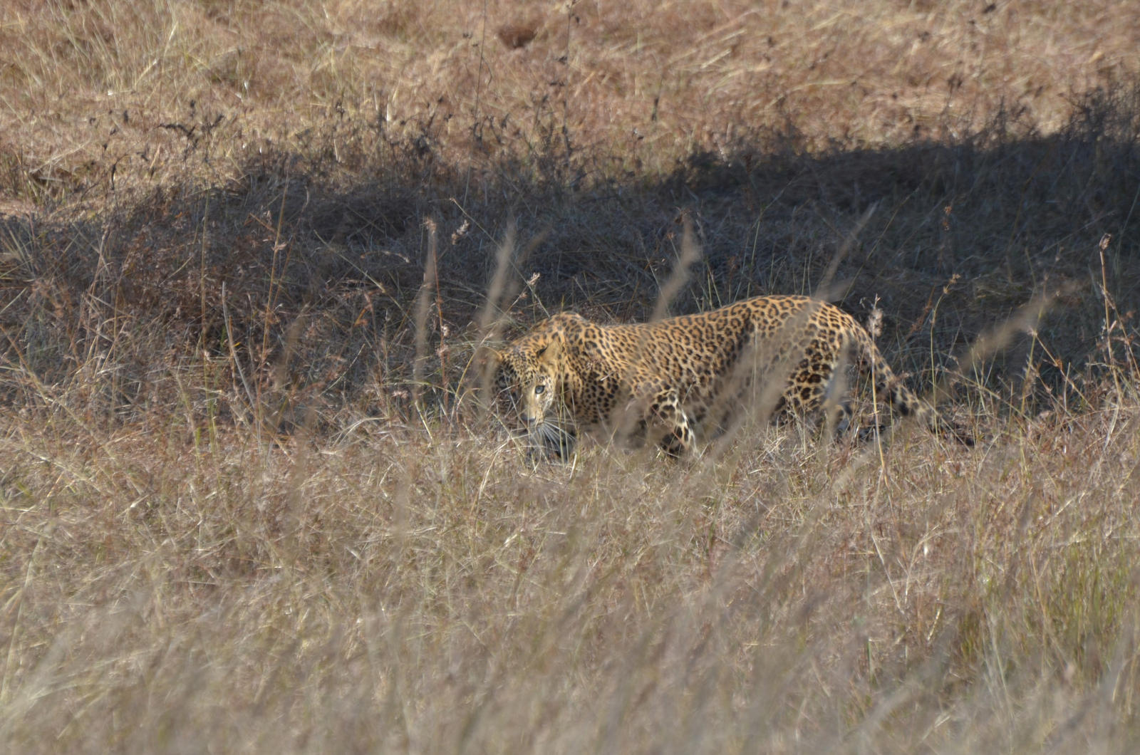 Tathastu Resort Satpura Tathastu Resort Satpura: Leopard