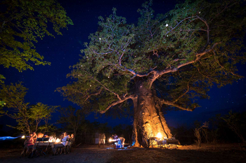 Tuskers Bush Camp: Baobab Baum bei Nacht