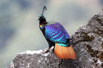Vanghat: Himalayan Monal