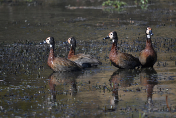 Victoria Falls River Lodge Victoria Falls River Lodge: White-faced Whistling Duck