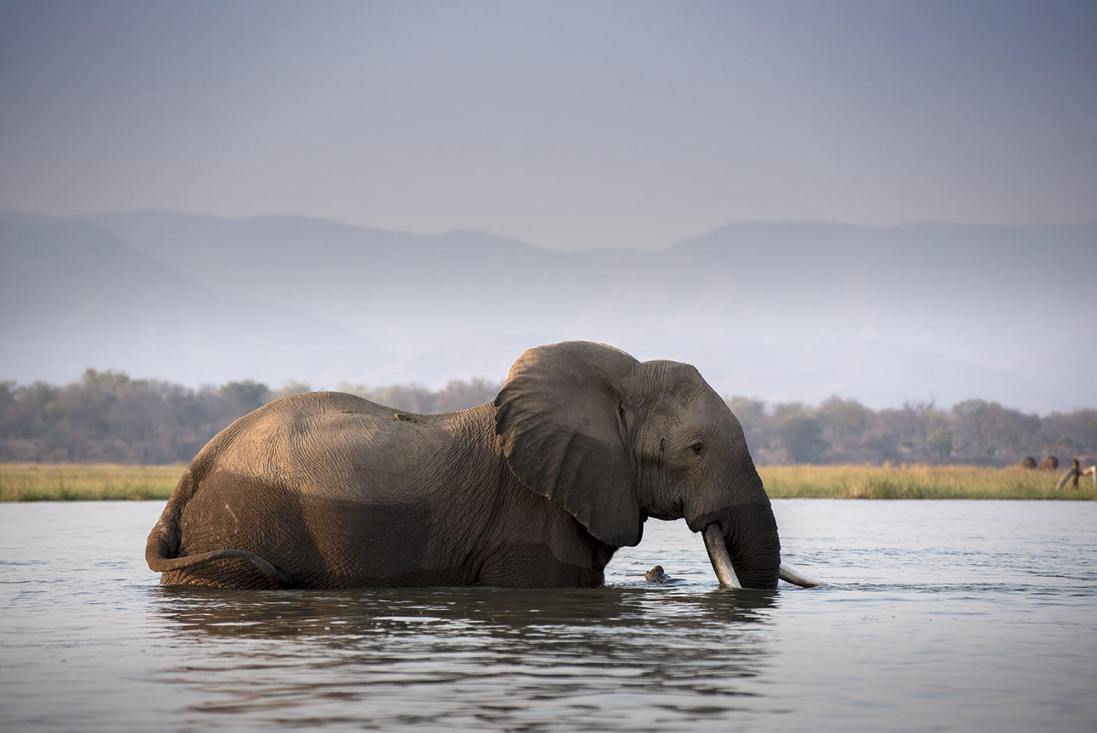 Zambezi Expeditions Zambezi Expeditions: Elefant im Wasser