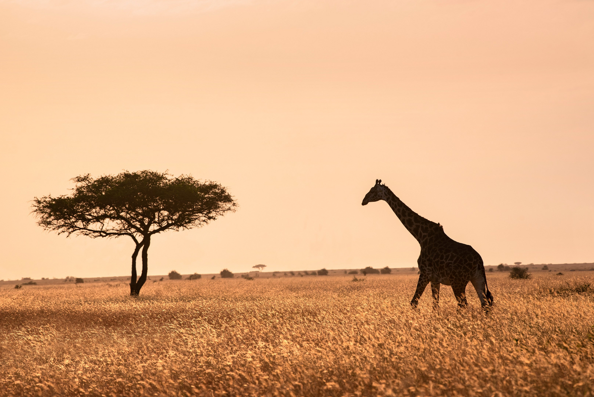 andBeyond Grumeti Serengeti River Lodge