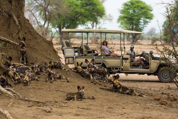 Amanzi Camp: Wildhunde