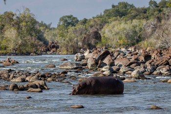 Anantara Tented Camp Kafue River: Flusspferd badet zwischen Granitfelsen