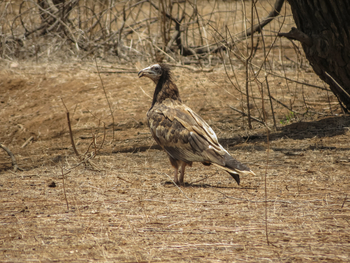 Blackbuck Safari Lodge: Egyptian Vulture