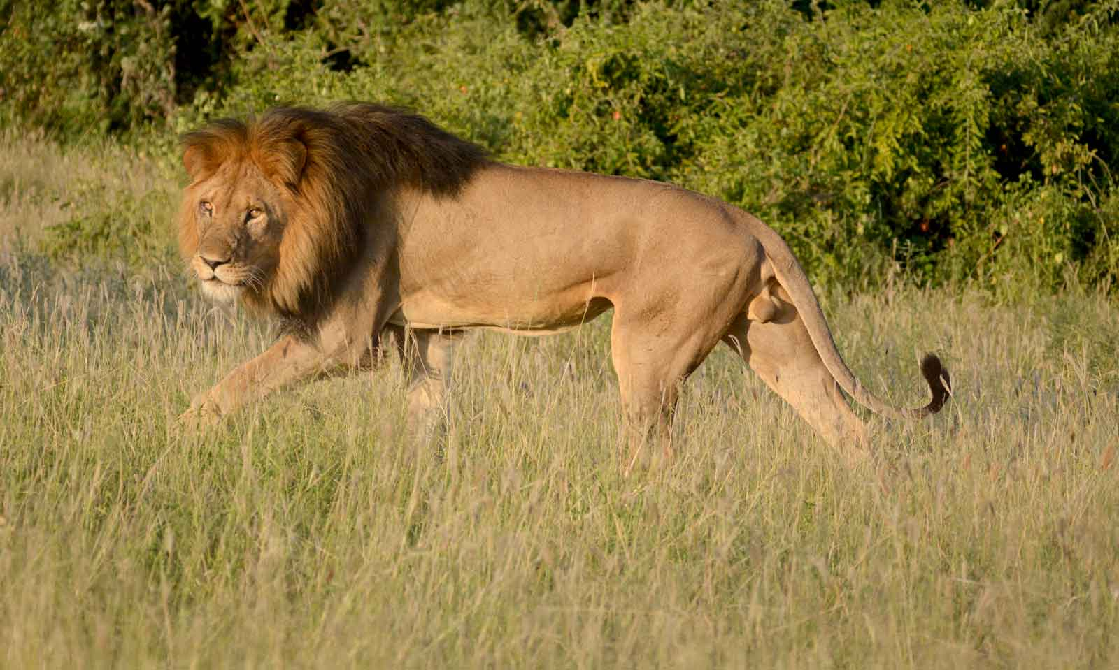 Camp Savuti Camp Savuti: Männlicher Löwe