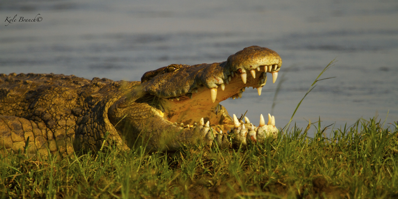 Classic Zambia Safaris Classic Zambia Safaris: Krokodilsrachen