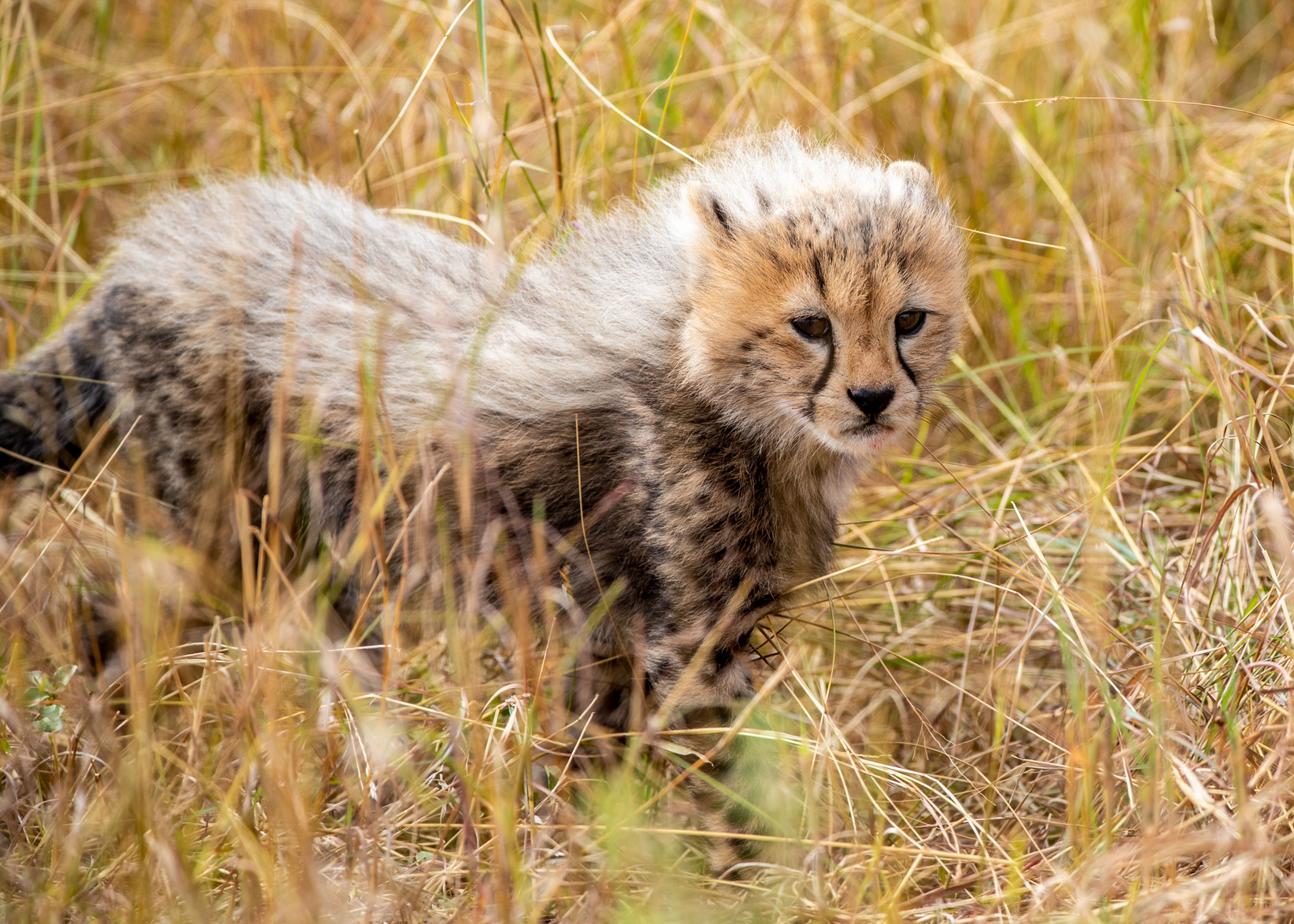 Cottar's 1920s Safari Camp Cottar's 1920s Safari Camp: Baby Cheetah
