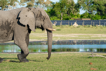 Daunara Safari Camp: Elefant in Elephant Havens