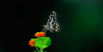 Denwa Backwater Escape: Schmetterling