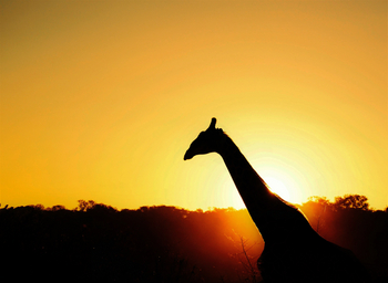 Dulini River: Giraffe