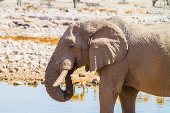 Epacha Game Lodge: Elefant