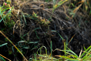 Esirai Camp: Spinnennetz