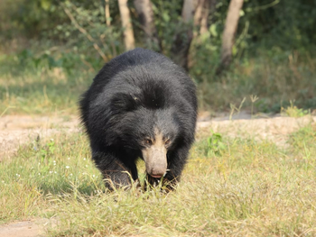 Evolve Kamalapura Palace: Lippenbär