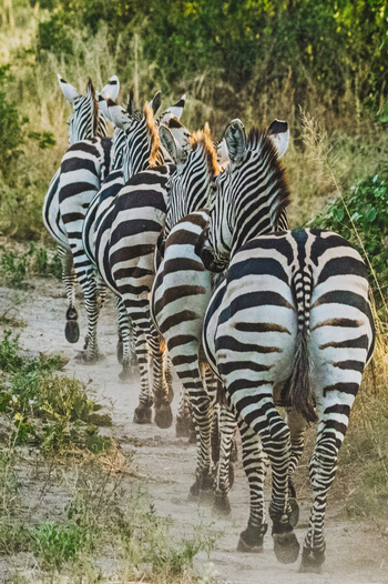 Forest Chem Chem: Zebras