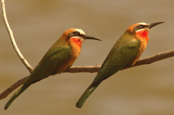 Goliath Tented Camp Goliath Tented Camp: Weißstirnspinte