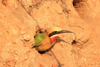 KaingU Safari Lodge: White-fronted Bee-Eater