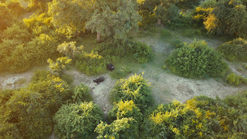 Kanyemba Lodge: Büffel im Busch