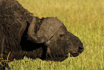 Karen Blixen Camp: Büffel nach Schlammbad