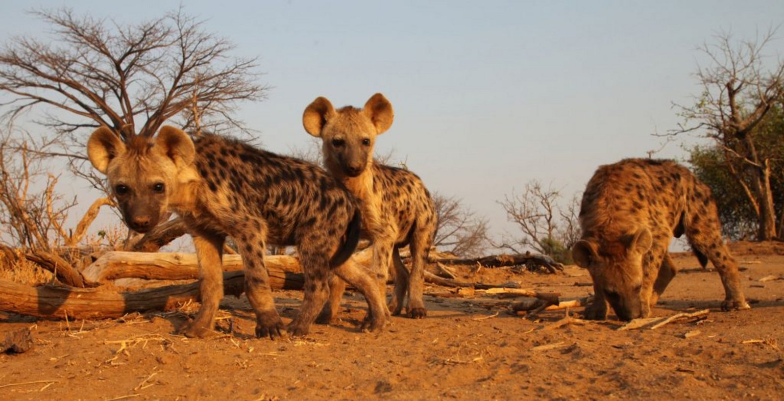 Kavinga Safari Camp Kavinga Safari Camp: Hyänenwelpen