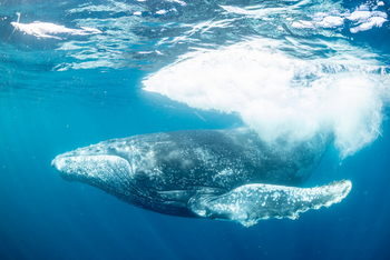 Kisawa Sanctuary: Buckelwal unter Wasser