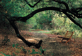 Kubu Lodge: Nature Walk