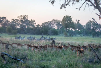 Kwapa Camp: Zebras und Impalas