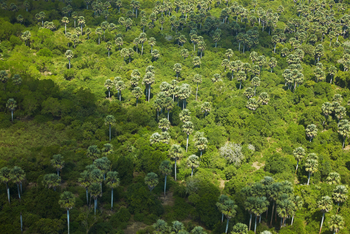 Laba Siwandu Camp: Uferwald