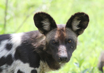 Legendary Mwiba Lodge: Wildhundportrait