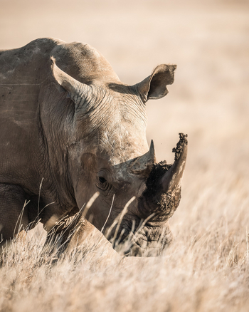 Lewa Safari Camp: Dreck am Stecken