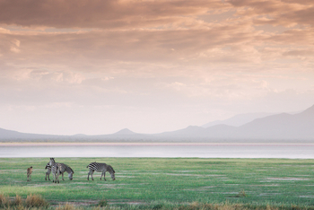 Little Chem Chem: Zebras am Lake Burunge