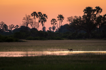 Little Tubu Camp: Rote Moorantilope