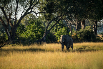 Mapula Lodge: Elefant