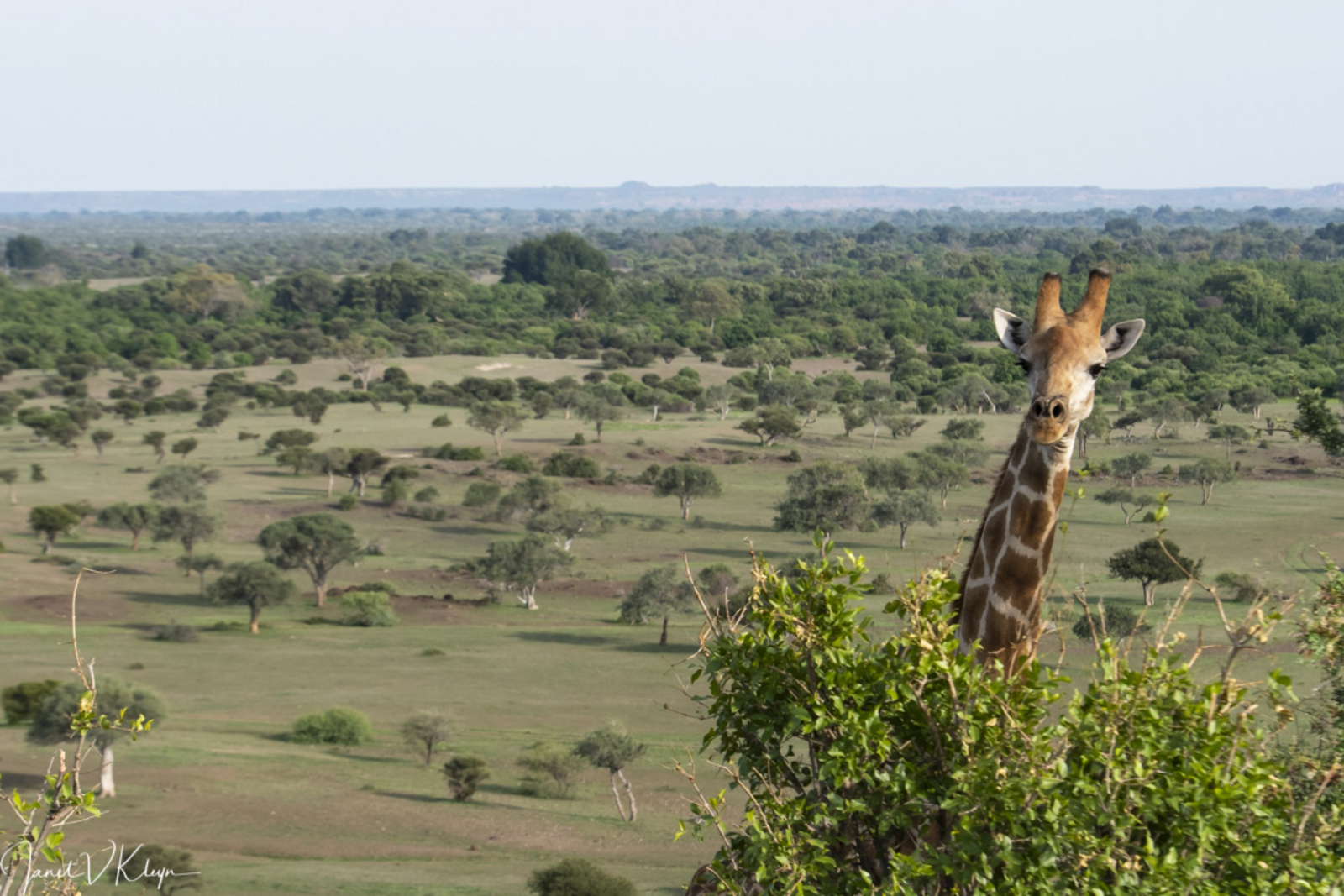 Mashatu Game Reserve Mashatu Game Reserve: Giraffenhals